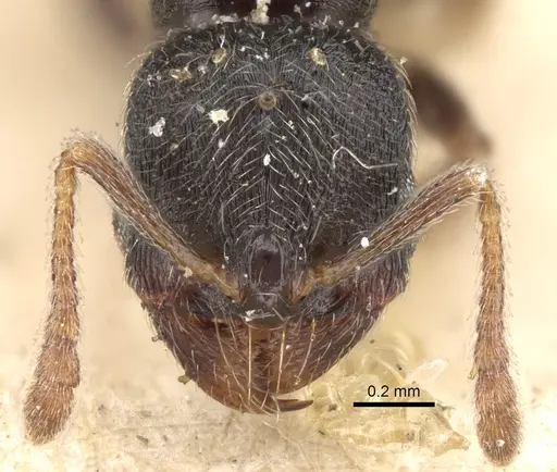 Oxyopomyrmex saulcyi specimen