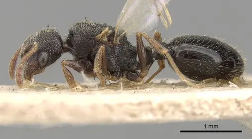 Oxyopomyrmex saulcyi specimen