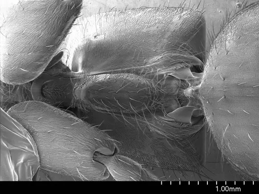 Pachycondyla crassinoda specimen