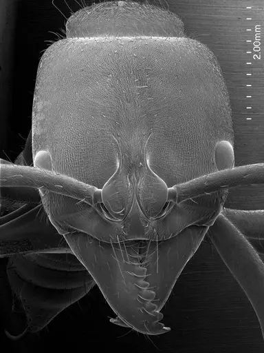 Pachycondyla crassinoda specimen