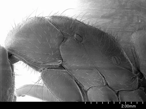 Pachycondyla crassinoda specimen