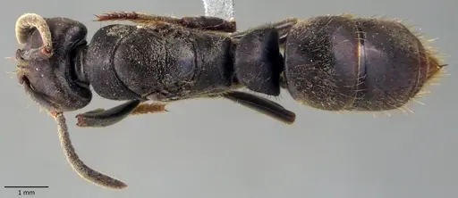 Pachycondyla harpax - ANTWEB1060138