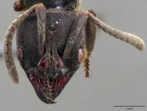 Pachycondyla harpax - ANTWEB1060138