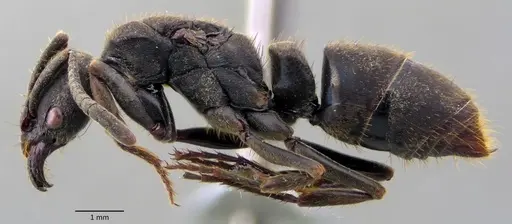 Pachycondyla harpax - ANTWEB1060138
