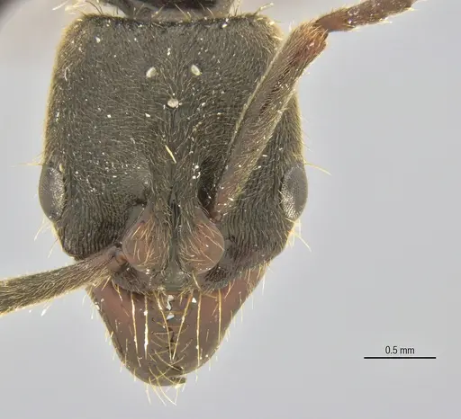 Pachycondyla harpax - ANTWEB1062698