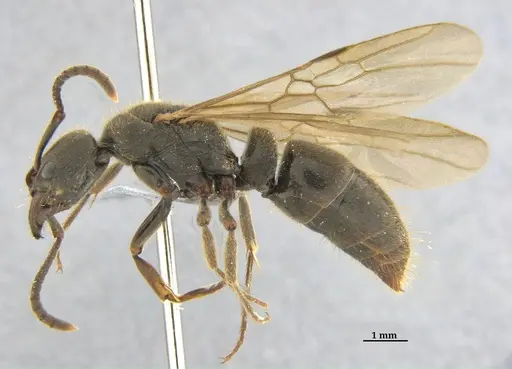 Pachycondyla harpax - ANTWEB1062698