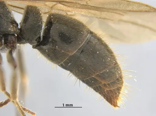 Pachycondyla harpax - ANTWEB1062698