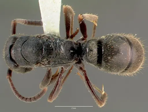 Pachycondyla harpax - CASENT0006089