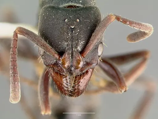 Pachycondyla harpax - CASENT0006089