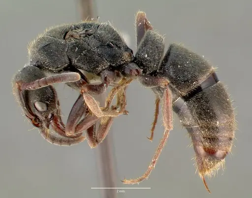 Pachycondyla harpax - CASENT0006089