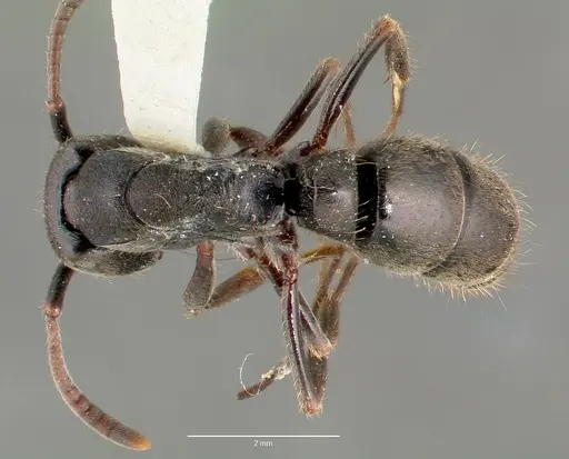 Pachycondyla harpax - CASENT0006090