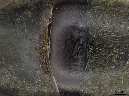 Pachycondyla harpax - CASENT0006090