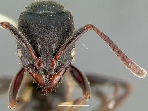 Pachycondyla harpax - CASENT0006090