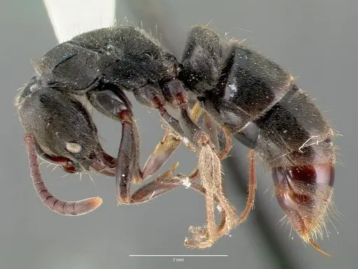 Pachycondyla harpax - CASENT0006090