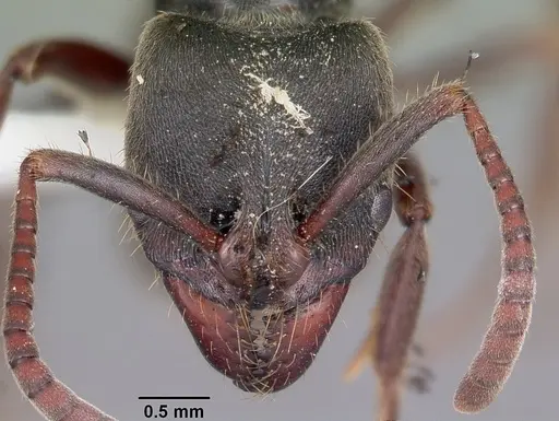 Pachycondyla harpax - CASENT0104807