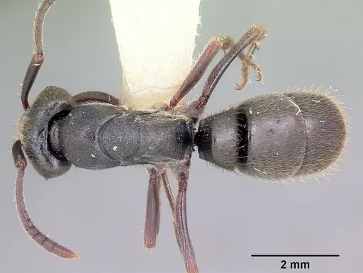 Pachycondyla harpax - CASENT0104808