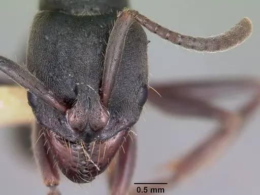 Pachycondyla harpax - CASENT0104808