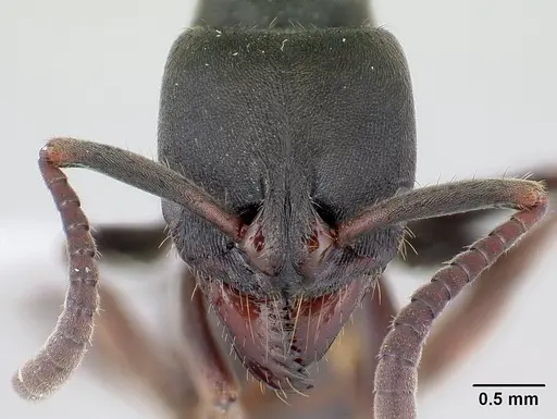 Pachycondyla harpax - CASENT0178687