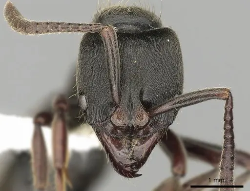 Pachycondyla harpax - CASENT0249148