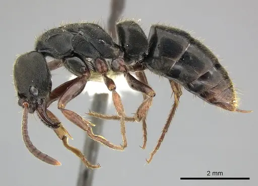 Pachycondyla harpax - CASENT0249149