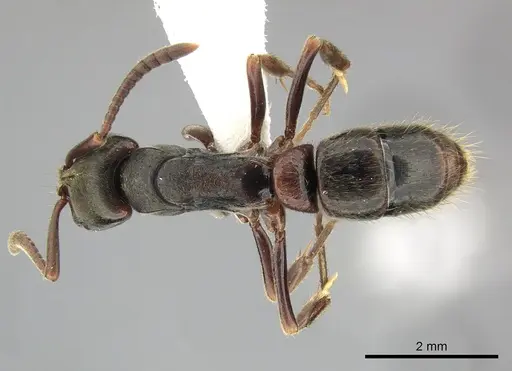 Pachycondyla harpax - CASENT0249150