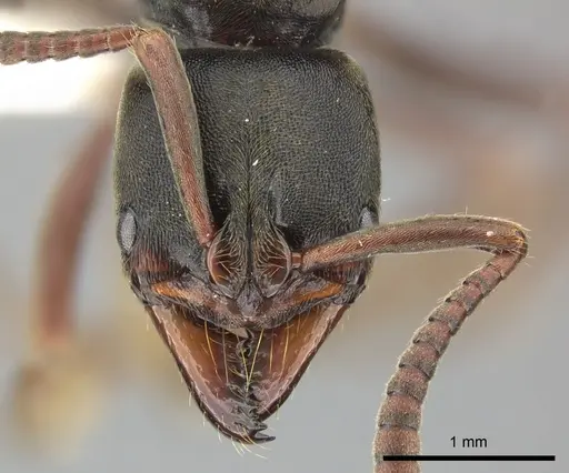 Pachycondyla harpax - CASENT0249150