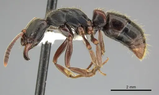 Pachycondyla harpax - CASENT0249150