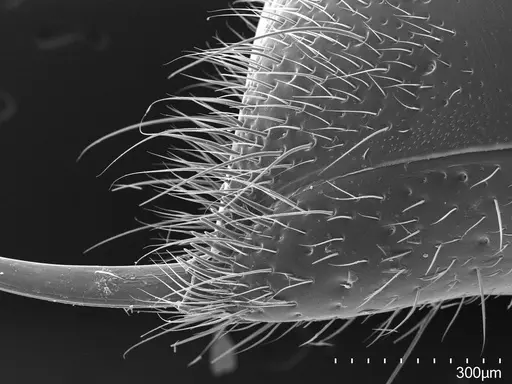 Pachycondyla harpax - CASENT0374616