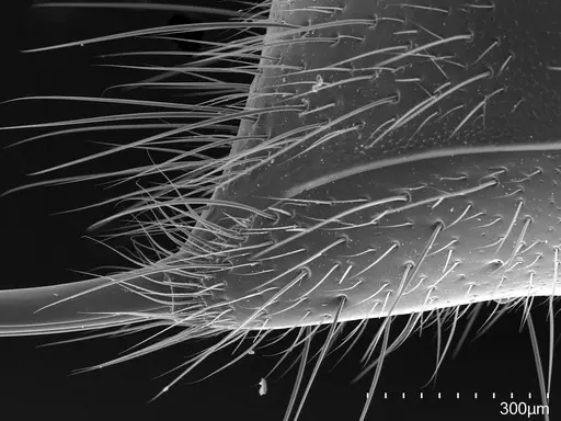 Pachycondyla harpax - CASENT0830328