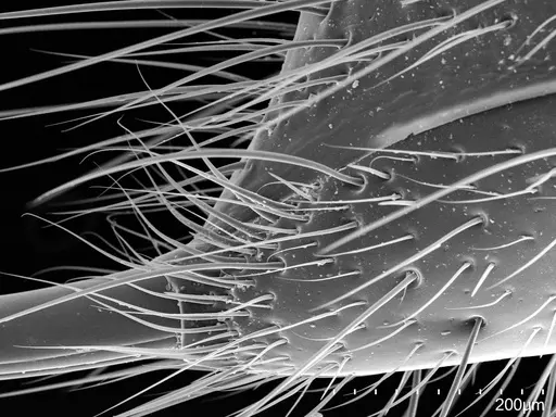 Pachycondyla harpax - CASENT0830328