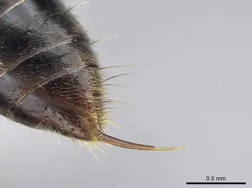 Pachycondyla harpax - CASENT0830362