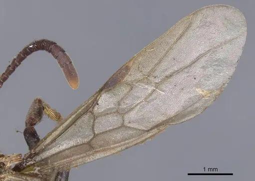 Pachycondyla harpax - CASENT0902516