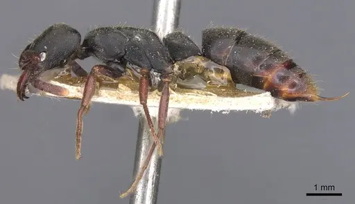 Pachycondyla harpax - CASENT0907250