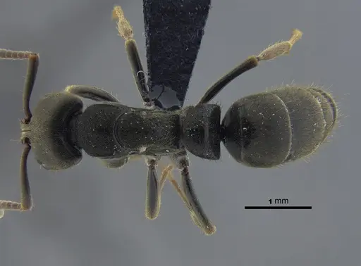 Pachycondyla harpax - CBUMAGENT41728