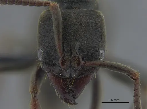 Pachycondyla harpax - CBUMAGENT41728