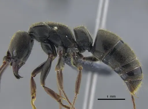 Pachycondyla harpax - CBUMAGENT41728