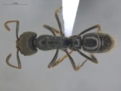 Pachycondyla harpax - ECOFOG-IT14-0816-47