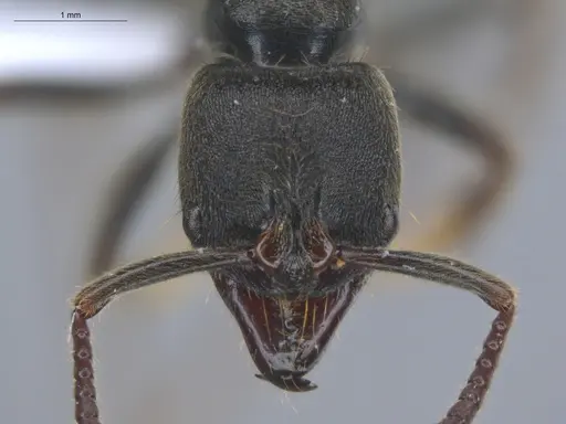 Pachycondyla harpax - ECOFOG-IT14-0816-47