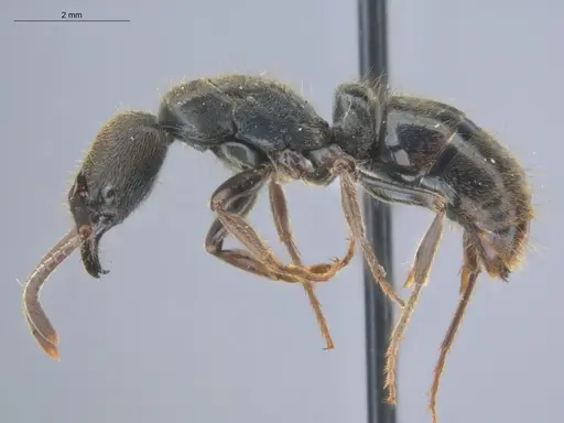 Pachycondyla harpax - ECOFOG-IT14-0816-47