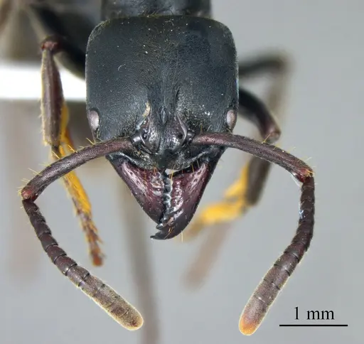 Pachycondyla impressa specimen
