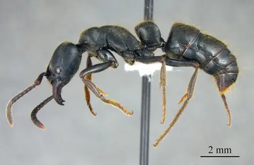 Pachycondyla impressa specimen