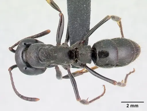 Pachycondyla impressa - CASENT0178689