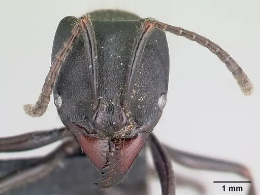 Pachycondyla impressa - CASENT0178689