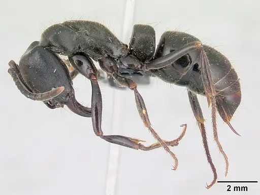 Pachycondyla impressa - CASENT0178689