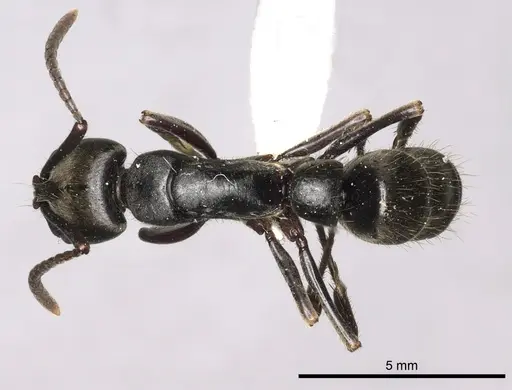 Pachycondyla impressa - CASENT0249151