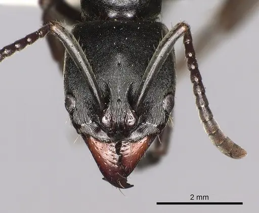 Pachycondyla impressa - CASENT0249151