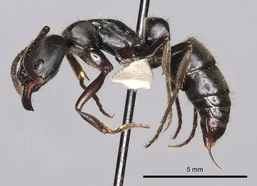 Pachycondyla impressa - CASENT0249151