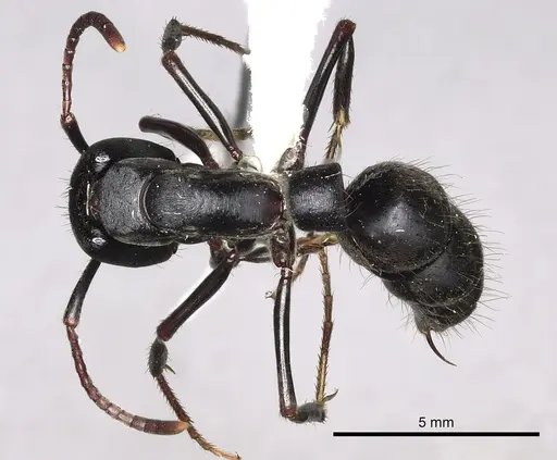 Pachycondyla impressa - CASENT0249161