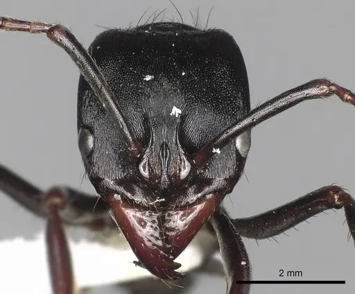 Pachycondyla impressa - CASENT0249161