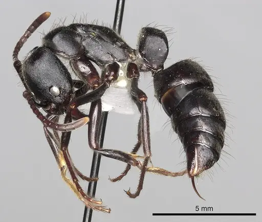 Pachycondyla impressa - CASENT0249161